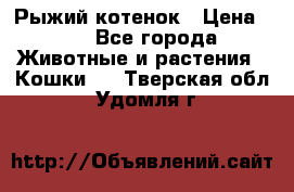 Рыжий котенок › Цена ­ 1 - Все города Животные и растения » Кошки   . Тверская обл.,Удомля г.